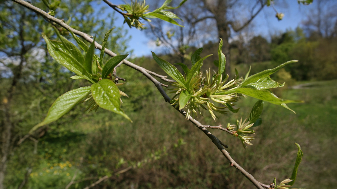 Eucommia ulmoides: The Ancient Bark for Bone Strength, Cardiovascular Health, and Vitality