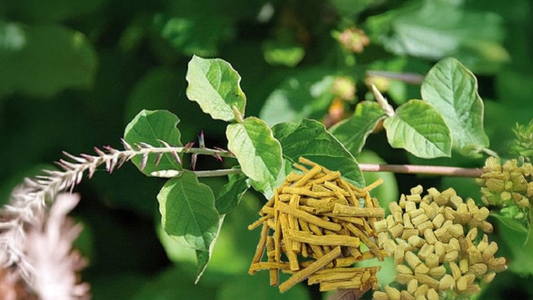 Achyranthes bidentata: Traditional Root for Joint, Bone, and Circulatory Health