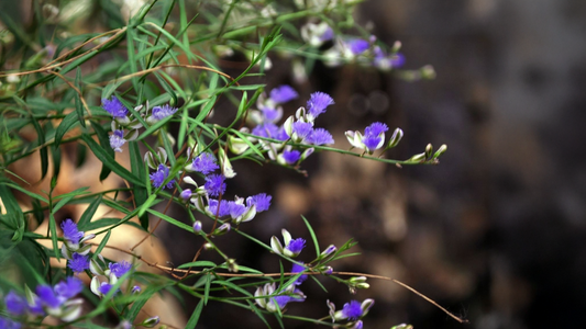 Polygala tenuifolia: The Ancient Root for Cognitive and Emotional Wellness