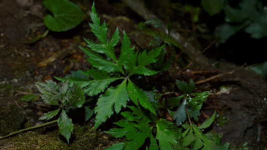 Coptis teeta: Medicinal Powerhouse of the Eastern Himalayas