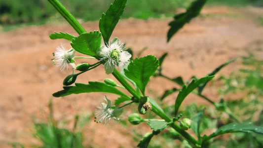 Scoparia dulcis: Traditional Applications, Proven Benefits, and Scientific Insights