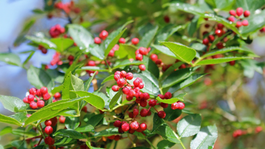 Zanthoxylum simulans: Traditional Spice with Modern Health Benefits