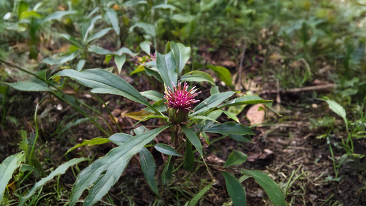 Atractylodes macrocephala: Traditional Uses, Health Benefits, and Safety