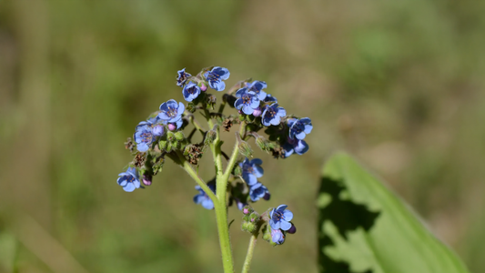 Sargentodoxa cuneata: Health Benefits, Traditional Uses, and Safety