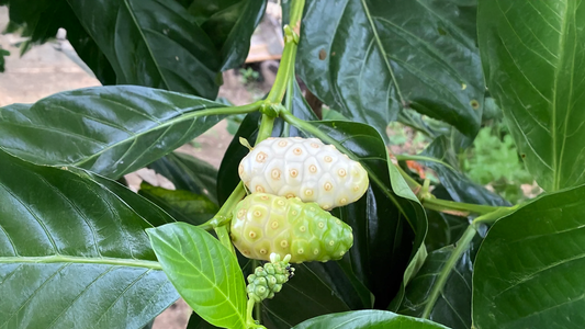 Morinda Citrifolia (Noni): Benefits for Immunity, Digestion, and Joint Health