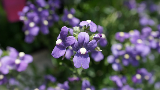 Plantaginaceae Family: Medicinal and Botanical Wonders Across Generations