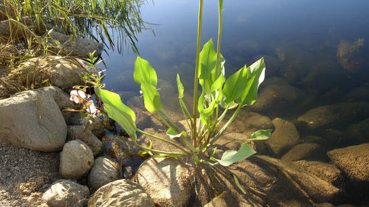 Alisma plantago-aquatica: Traditional Herb for Water Metabolism, Kidney Health, and Inflammation Relief