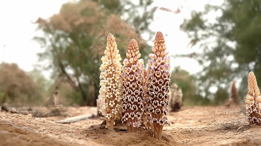 Cistanche deserticola