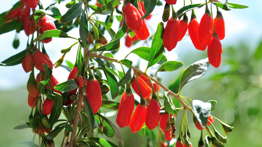 Cortex Lycii: Traditional Bark for Liver Protection, Vision Health, and Vital Energy