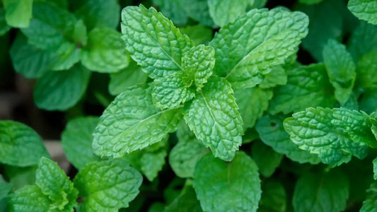 Peppermint Nature’s Refreshing Remedy