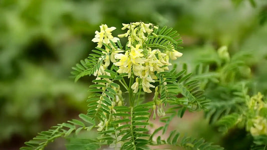 Radix astragali