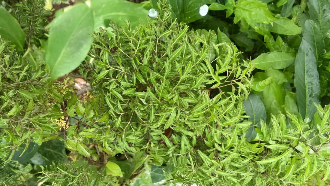 Raidx Folium Polysciatis