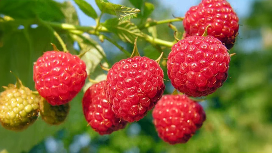 Rubus alceaefolius: A Hidden Gem in Herbal Medicine