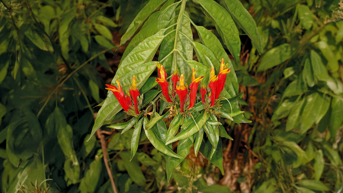 clinacanthus nutans