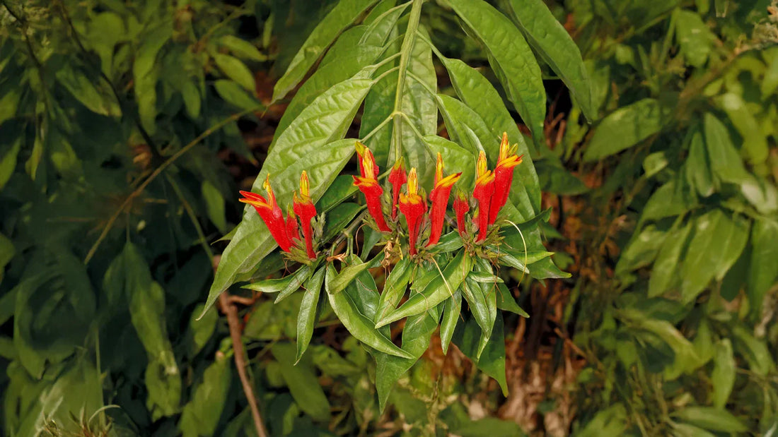 Clinacanthus Nutans: A Versatile Herb with Remarkable Therapeutic Potential