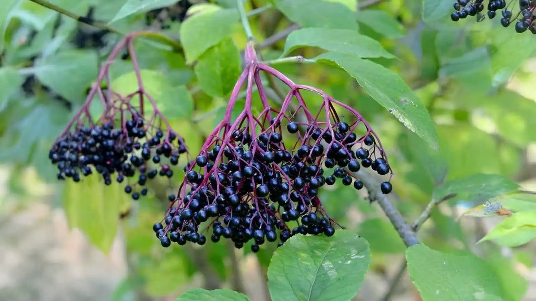 elderberry-thumb