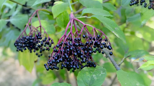 elderberry-thumb