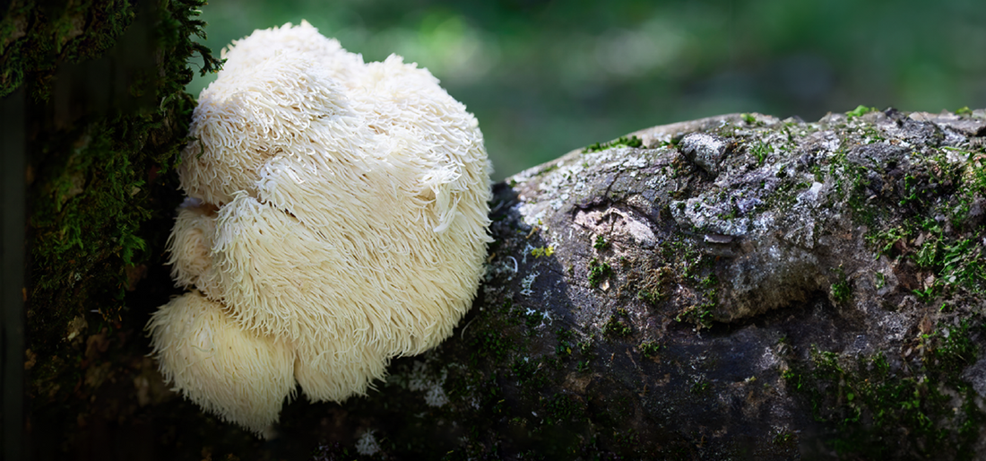 lions-mane-2