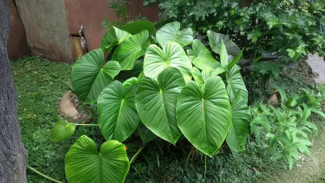 rhizoma homalomena