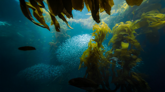 Comparison of Omega-3 from Seaweed (Algal Omega-3) and Omega-3 from Fish Oil