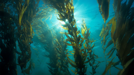 Omega-3 from Algae: A Comprehensive Guide to Its Health Benefits
