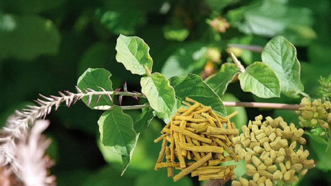 Achyranthes bidentata: Traditional Root for Joint, Bone, and Circulatory Health