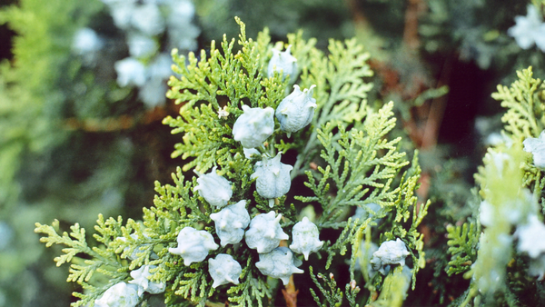 Platycladus orientalis: Ancient Evergreen for Hair Growth, Respiratory Health, and Anti-inflammatory Protection