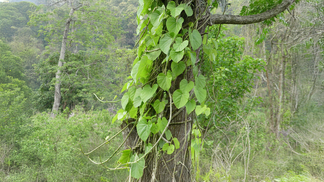 Tinospora Sinensis: Health Benefits, Uses, and Precautions
