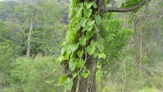 Tinospora Sinensis: Health Benefits, Uses, and Precautions