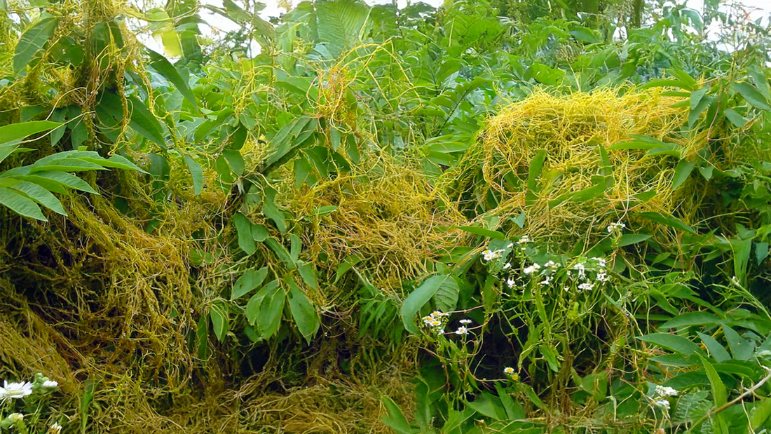 Cuscuta Hygrophilae: A Traditional Herb for Vitality and Reproductive Health