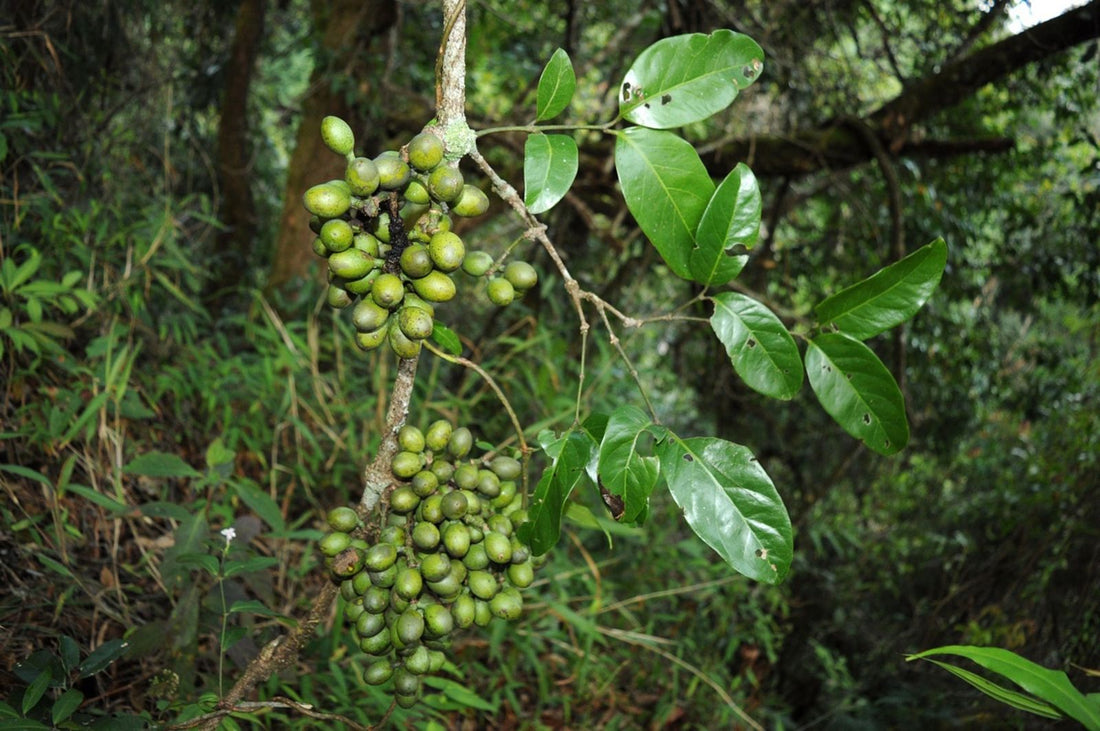 Gnetum montanum: A Traditional Botanical with Modern Benefits