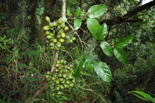 Gnetum montanum: A Traditional Botanical with Modern Benefits