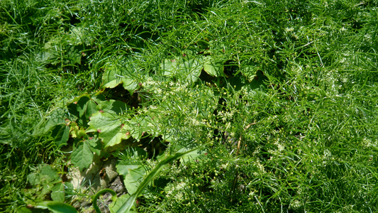 Asparagus cochinchinensis: A Traditional Herb for Lung, Skin, and Yin Nourishment