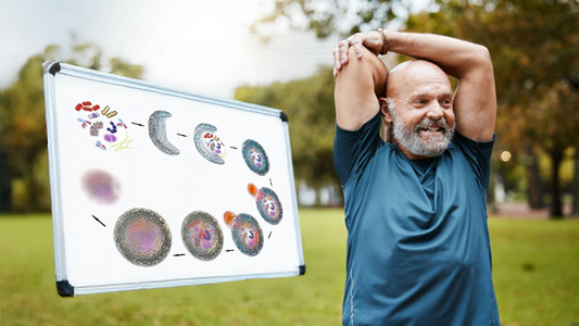 5 Health Benefits of Autophagy: From Fat Loss to Anti-Aging