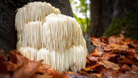 Discover the 9 Benefits of Lion's Mane Mushroom: A Key Ingredient in Naturem Memory+