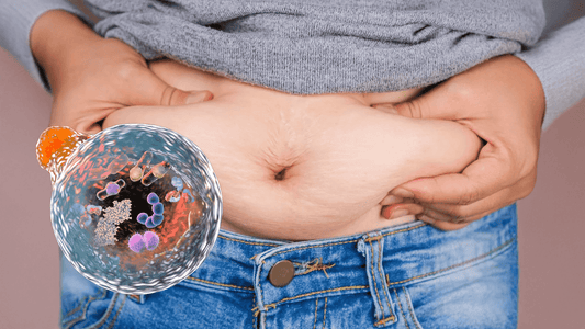 Autophagy and Belly Fat: How Your Body Naturally Cleanses and Burns Fat Cells