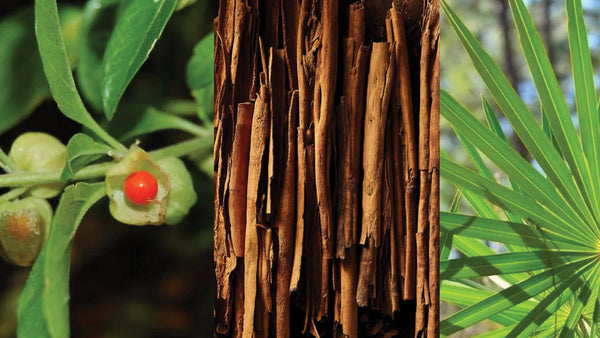 The 2026 Longevity Stack: Top 10 Herbal Supplements for Men Over 40