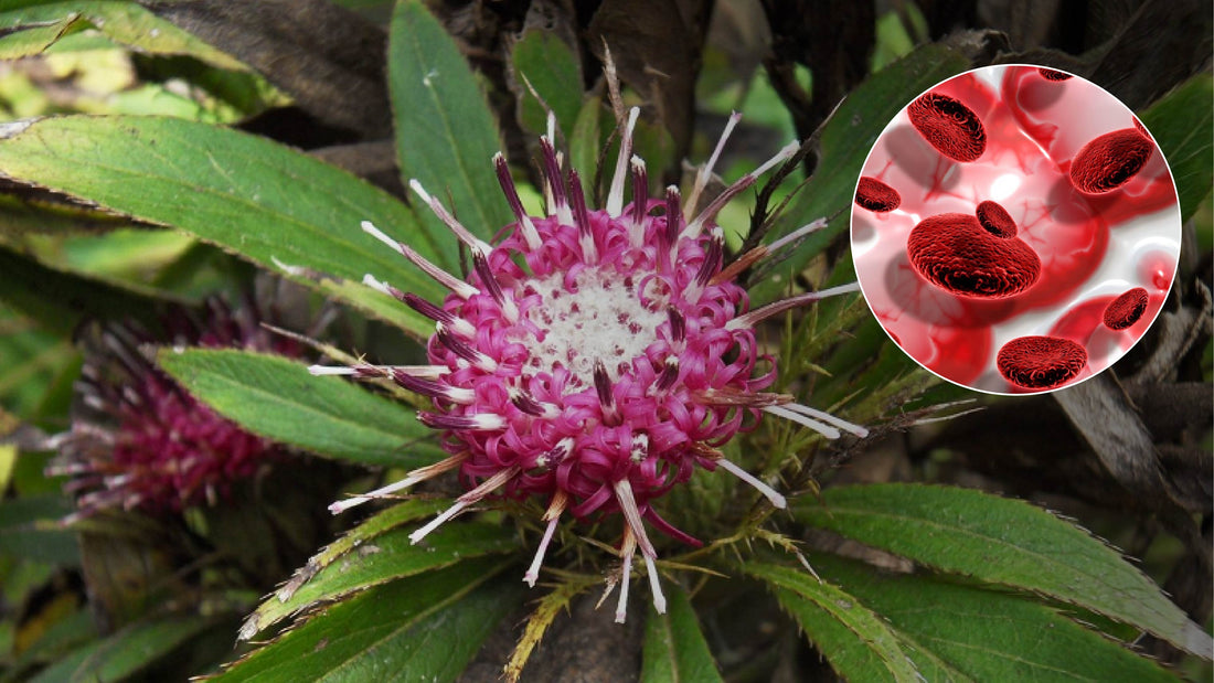 Atractylodes Macrocephala and Insulin Resistance: How It Regulations Blood Glucose