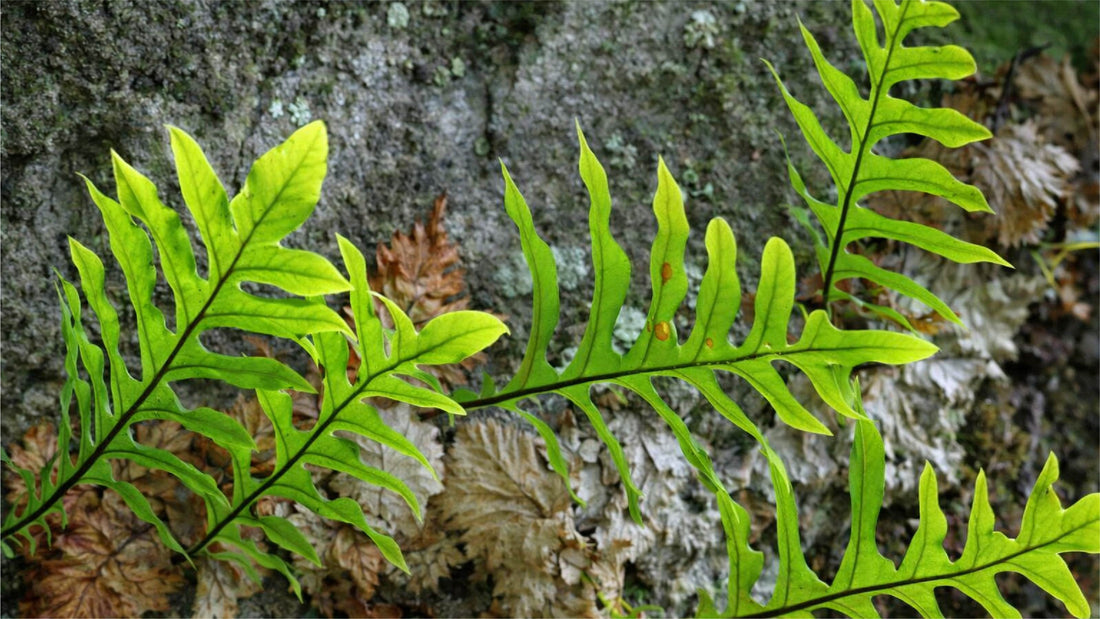 Drynaria Fortunei: Can This Ancient "Bone-Mending" Herb Solve Modern Joint Pain?