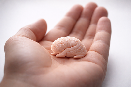 Is Stress Shrinking Your Brain? The Link Between Anxiety and Memory Loss