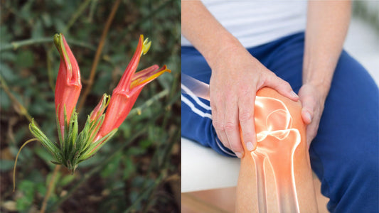 How Clinacanthus nutans Repairs Joint Health