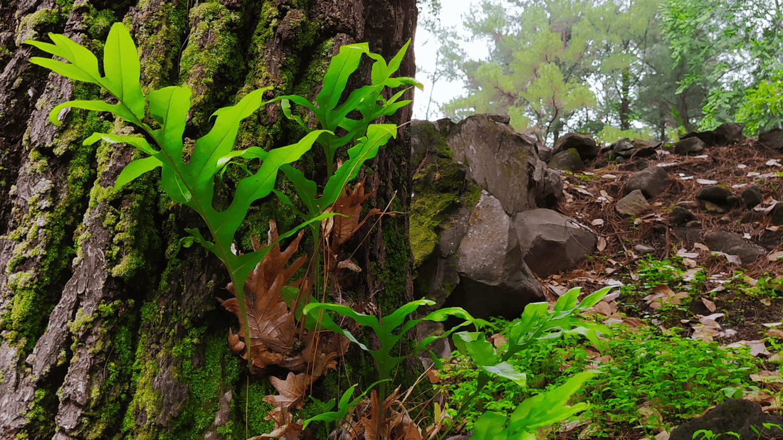 Drynaria Fortunei: The Ancient Herb for Bone Health and Beyond