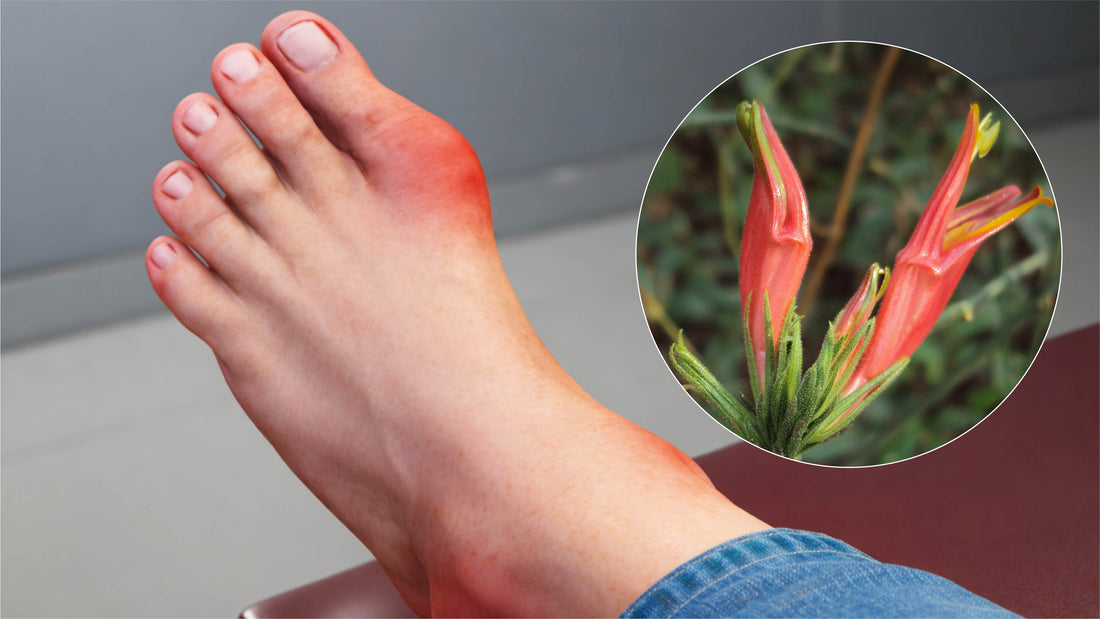 Natural Gout Relief: How to Use Clinacanthus nutans for Uric Acid Support