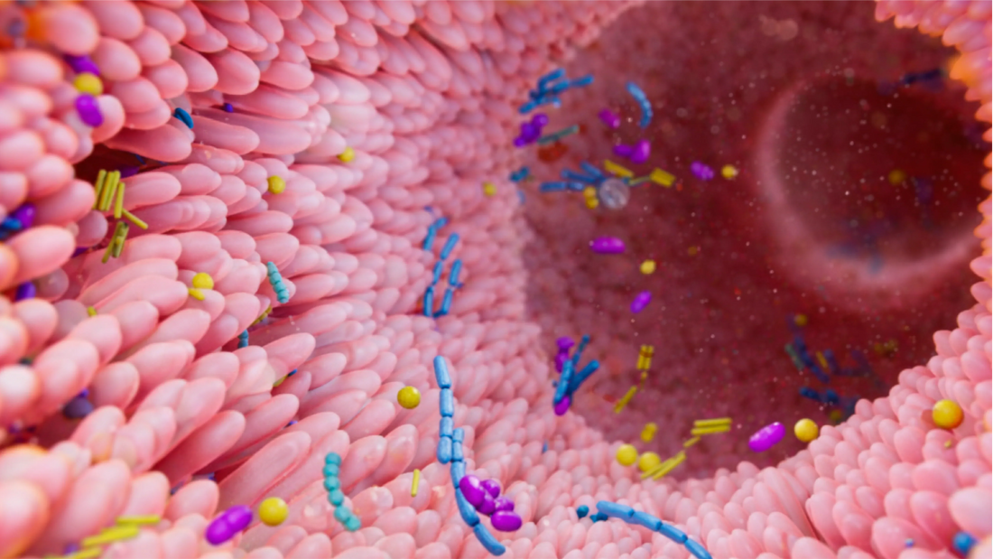 The Microbiome Advantage: Why Plant Protein is the Key to Gut Diversity