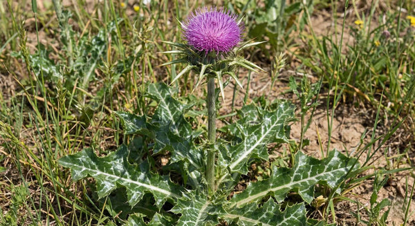 Milk Thistle and Silymarin: Can This Herb Reverse Liver Scarring?