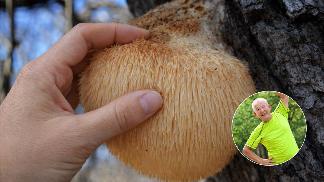 Lion’s Mane & The Vagus Nerve: How Hericium Erinaceus Supports Mood