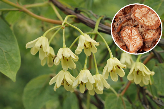 Best Herbs to Pair with Sargentodoxa Cuneata: The Art of Botanical Synergy