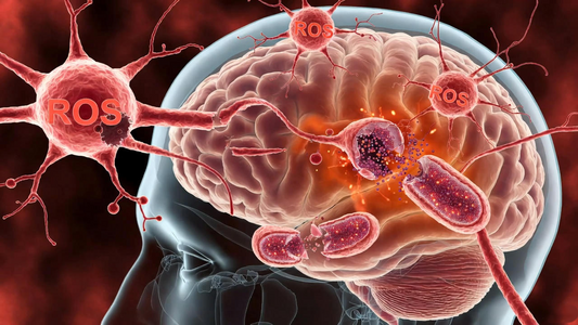 Oxidative Stress and Neurodegeneration: What Happens in the Aging Brain