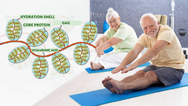 Proteoglycan: The Master Molecule for Joints and Skin Renewal