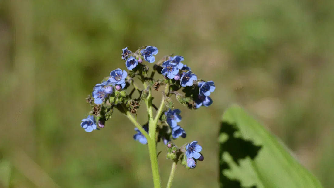 Sargentodoxa cuneata: Health Benefits, Traditional Uses, and Safety